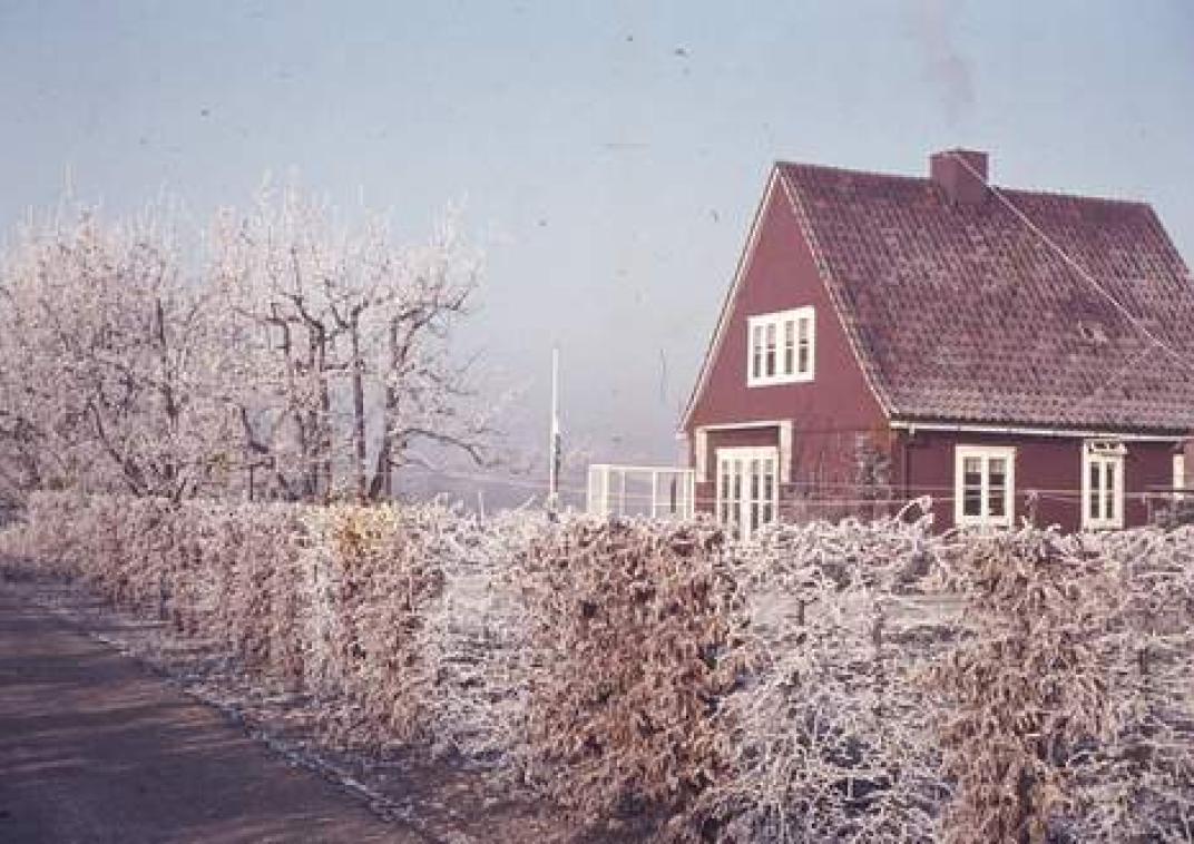 Foto van een huis in Wilhelminadorp