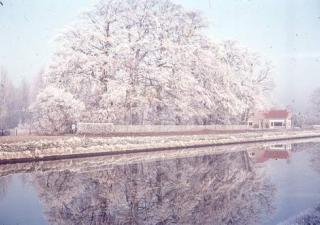 Foto van de winter in Goes in 1962 met een bevroren rivier en witte boom