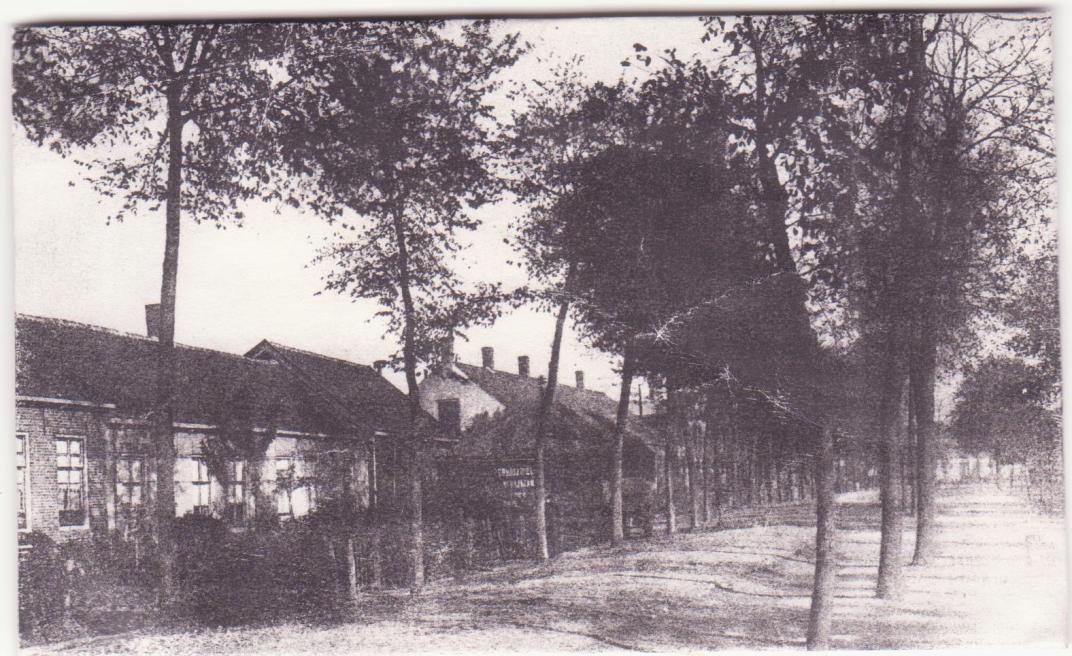 Straat en rij bomen