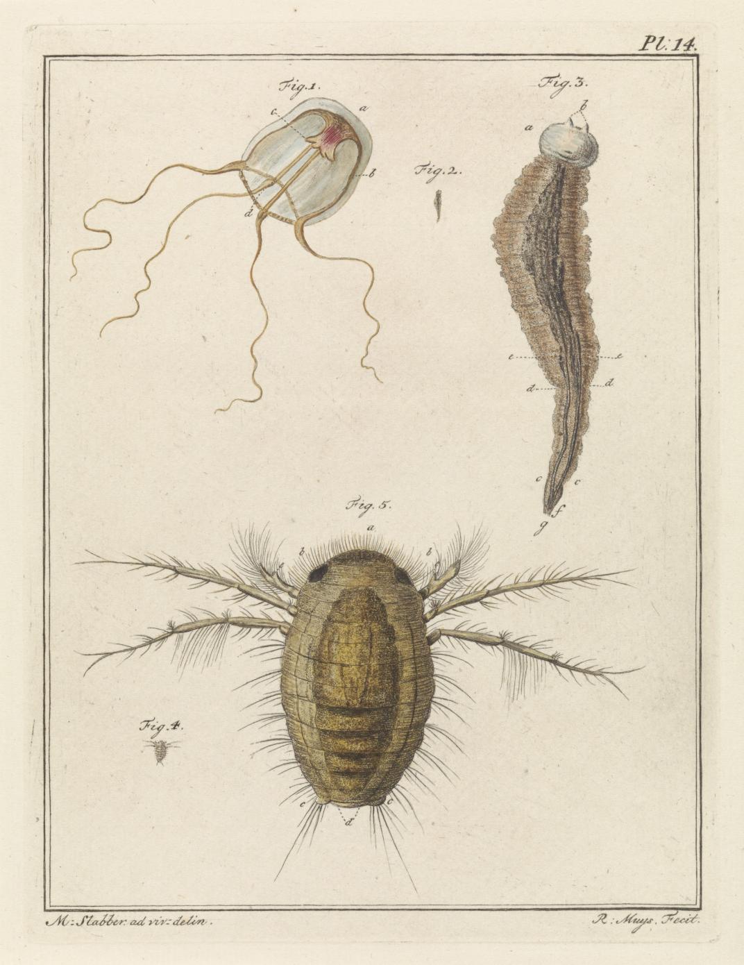 Tekening van diverse zeedieren door dhr. Slabber